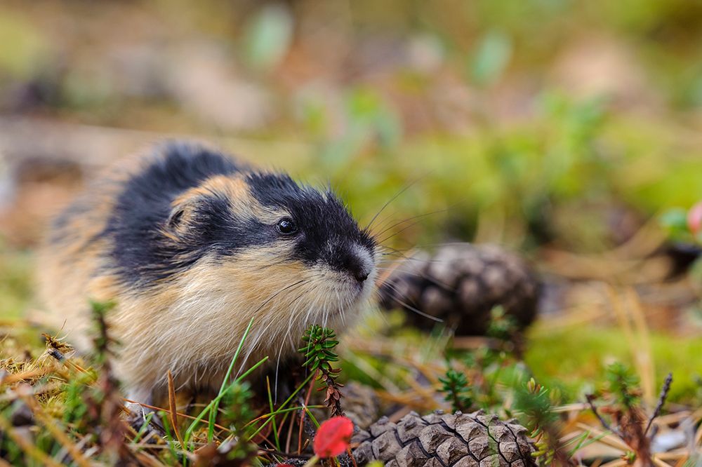 Sweden-Jamtland. Norway Lemming (Lemmus lemmus).